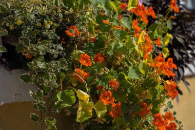 Şatafatlı şehir balkon bahçesinden canlı turuncu nasturtiyumlar yükseliyor.