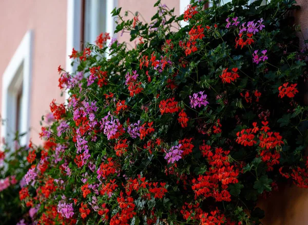 Canlı kırmızı ve mor çiçekler pembe duvara tırmanıyor ve doğal güzellikler yayıyor..