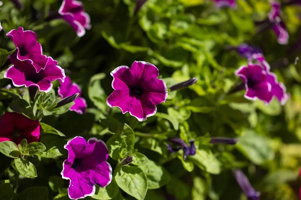 Güneşli bahçede açan canlı mor petunyalar..