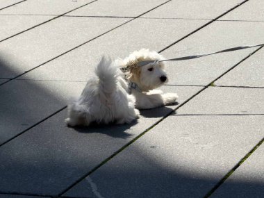 Neşeli beyaz köpek tasmalı güneşli kaldırımda dinleniyor..