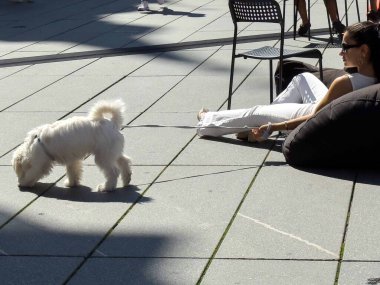 Graz, Avusturya - Eylül 06, 2025: Kadın plazada güneşli bir günün tadını çıkarırken, küçük beyaz köpeği çevreyi keşfediyor, rahat bir şehir atmosferi yakalıyor.