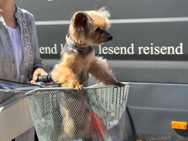 Graz, Avusturya - 06 Eylül 2025: Yorkshire Teriyeri bir bisiklet sepetinde, sıcak güneşin ve şehrin canlı atmosferinin tadını çıkarıyor.