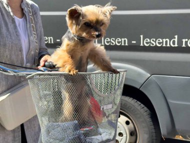 Graz, Avusturya - 06 Eylül 2025: Yorkshire Terrier, bir kadın tarafından tutulan bisiklet sepetine konforlu bir şekilde tünemiştir.