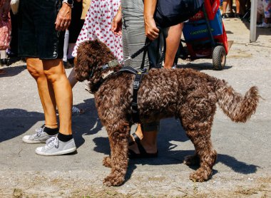 Ossiacher Tauern, Avusturya - 10 Ağustos 2025: Kahverengi köpek Rindfleischfest 'te kalabalığın arasında yürüyor.