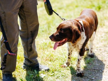 Kahverengi ve beyaz köpek tasmalı ve açık havada beyaz erkek..