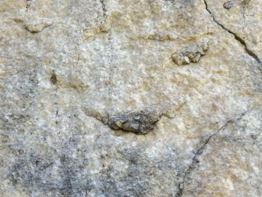 Yıpranmış kaya yüzeyinde fosilleşmiş sürüngen izleri..