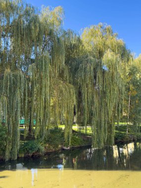 Güneşli bir günde sakin gölete yansıyan söğüt ağaçları..