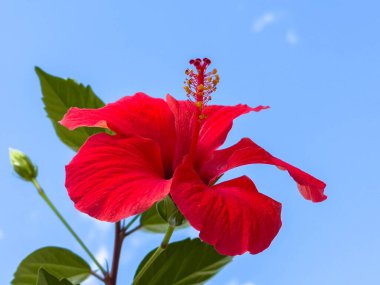Berrak mavi gökyüzünde açan canlı kırmızı amber çiçeği..