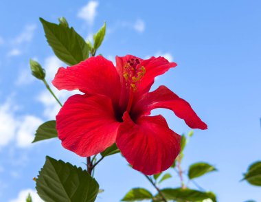 Berrak mavi gökyüzünde açan kırmızı amber çiçeği..