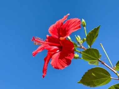 Canlı kırmızı amber yeşil yapraklı açık mavi gökyüzüne çiçek açıyor..