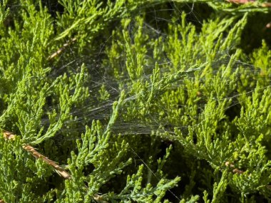 Yemyeşil yapraklar üzerinde örümcek ağı doğada sabah ışığını yakalıyor..