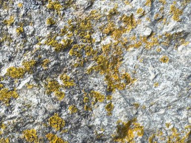 Lichen kaplı kaya yüzeyinde doğal doku ve sarı desenler var..