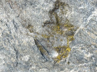 Yosun tutmuş kaya yüzeyinin doğal dokusu ve desenleri ile yakın çekimi.