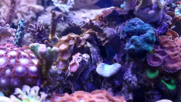 Движение Различных Кораллов Аквариумном Аквариуме Действием Потока — стоковое видео