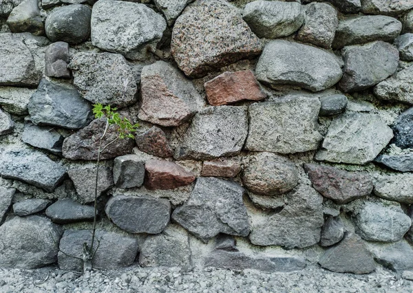 Küçük ağaçlı taş duvarı