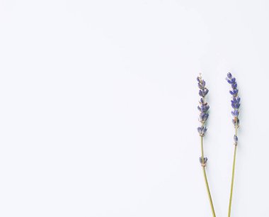 Mor lavanta çiçekleri beyaz zemin üzerine düzenlenmiştir. Üstten görünüm, tablo düz yatıyordu. En az kavramı. Kuru çiçek çiçek kompozisyon. Pastel trendy renkler kartı mockup.