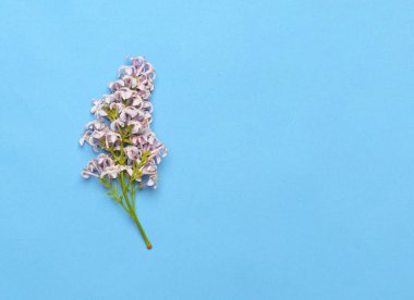 Üzerinde mavi arka plan izole güzel leylak dalı. Düz yatıyordu, en iyi görünüm. Bahar çiçek kavramı