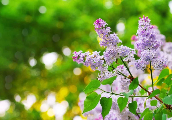 Outdoor summer spring color macro of a a purple lilac blossom,sunny,blurred natural blue sky background,bright sunshine