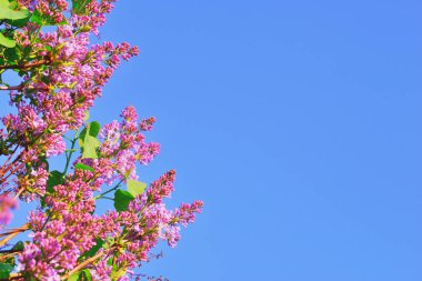 Lila bush çiçekleri üzerinde bulanık doğa arka plan kopya alanı ile dalı. Bahar çiçekleri. Bahar arka plan bokeh ile.