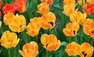 Renkli lale grubudur. kırmızı, sarı, turuncu çiçek lale tarafından güneş ışığı yaktı. Yumuşak seçici odak, lale kapatalım, tonlama. Parlak renkli lale resmi için gelişmek yeşil arka plan