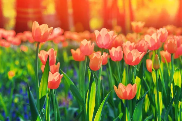 Group Colorful Tulip Red Pink Orange Coral Flower Tulip Lit — Stock Photo, Image