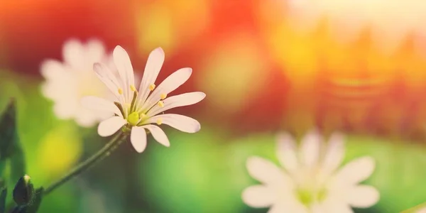 Weiße Blumen Makro Sommer Frühling Feld Vor Hintergrund Blauer Himmel — Stockfoto