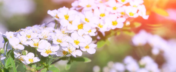 Kirschblüten Voller Blüte Kirschblüten Kleinen Büscheln Auf Einem Kirschzweig Die — Stockfoto