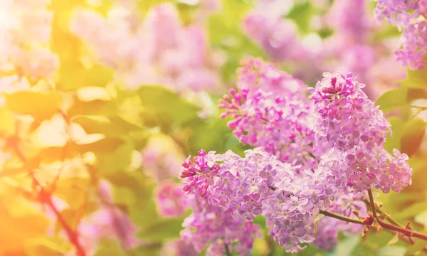 Outdoor Sommer Frühling Farbe Makro Einer Lila Fliederblüte Sonnig Verschwommen — Stockfoto