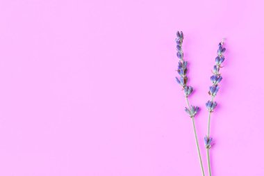 menekşe lavanta çiçekleri parlak mor zemin üzerine düzenlenmiştir. Üstten görünüm, düz yatıyordu. En az kavramı.