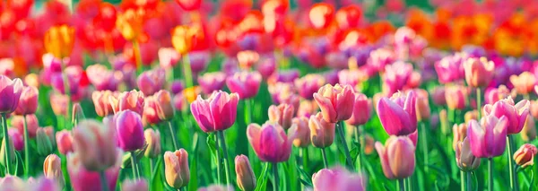 Színes Tulipán Csoport Piros Rózsaszín Korall Virág Tulip Napfény Által — Stock Fotó