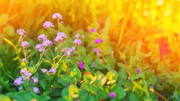 Wiese Mit Fliedervioletten Blüten Frühsommer Frühling Blühenden Garten Hintergrund — Stockfoto