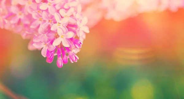 Makro Ansicht Blühenden Syringa Fliederbusch Frühlingslandschaft Mit Einem Strauß Violetter — Stockfoto