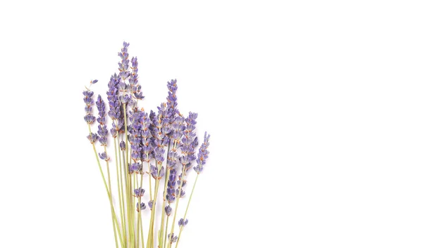Bukiet Fioletowy Liliowy Purpurowe Kwiaty Lawendy Rozmieszczone Białym Tle Tabeli — Zdjęcie stockowe