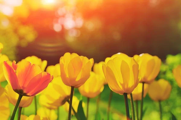 Gruppe Von Bunten Tulpen Rote Rosa Gelbe Korallentulpe Die Vom — Stockfoto