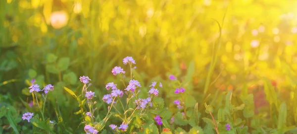 Sonnige Wiese mit fliedervioletten Blüten im Frühsommer. — Stockfoto