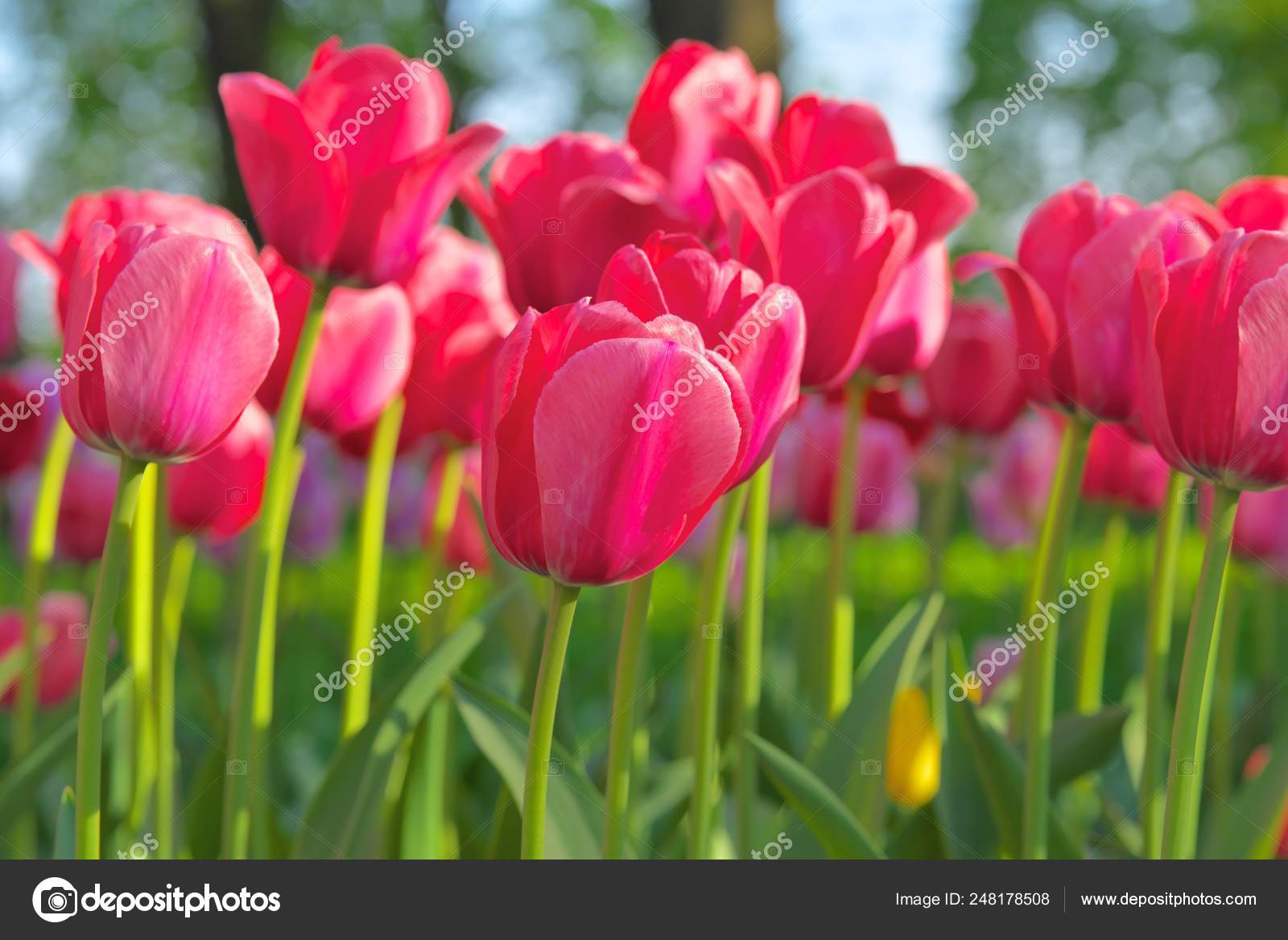 SCARICA TULIPANI ROSSI IMMAGINI DA