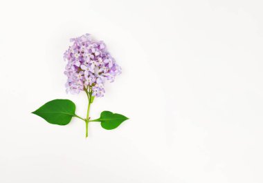 Beyaz masa arka plan üzerinde Menekşe leylak yeşil tanzimi. T