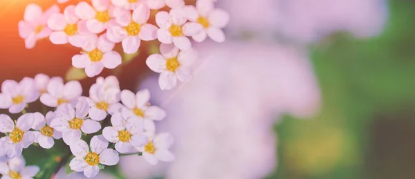 Schöne Blumen Frühling abstrakten Hintergrund der Natur. Filialen — Stockfoto