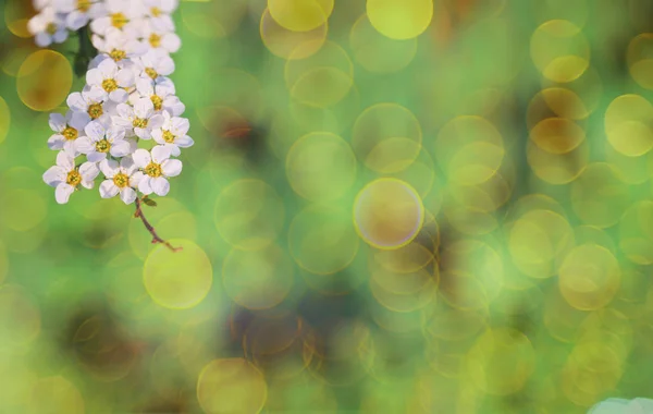 Schöne florale Frühling verschwommenen Hintergrund der Natur. Zweige blühender Blume Makro mit weichem Fokus Hintergrund. Oster- und Frühlingsgrüßkarten, Kopierraum. Frühling saisonal weiße Blumen Baum — Stockfoto