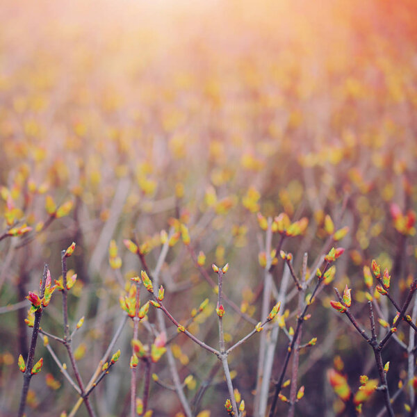 First spring gentle leaves, buds and branches macro background S