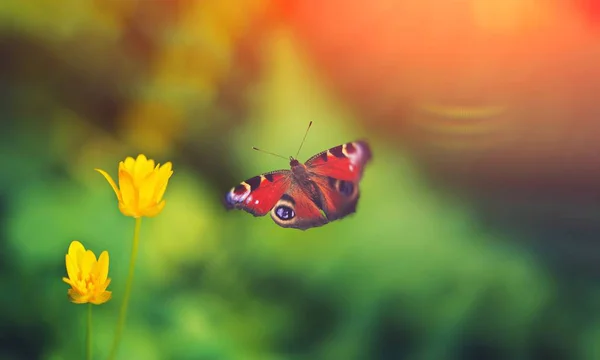 Schöne gelbe Blume frischen Frühlingsmorgen auf die Natur und fliegender Schmetterling auf weichen Fokus grünen Hintergrund, Makro, aus nächster Nähe. Frühling Schmetterling Vorlage, elegante erstaunliche künstlerische Bild, freier Raum. — Stockfoto