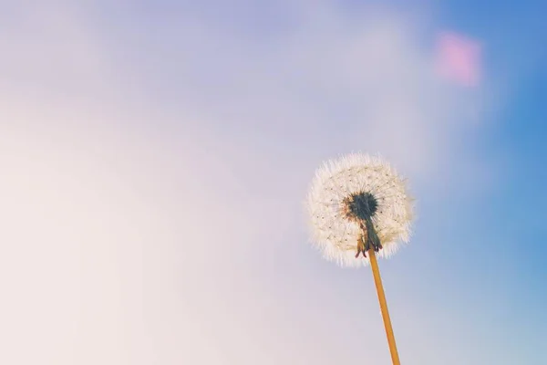 Delikatny biały puszysty kwiat mniszka z jasnego błękitnego nieba i s — Zdjęcie stockowe