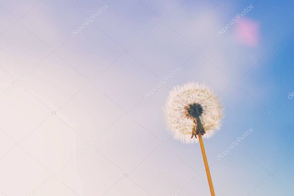 Delicate white fluffy dandelion flower with clear blue sky and s