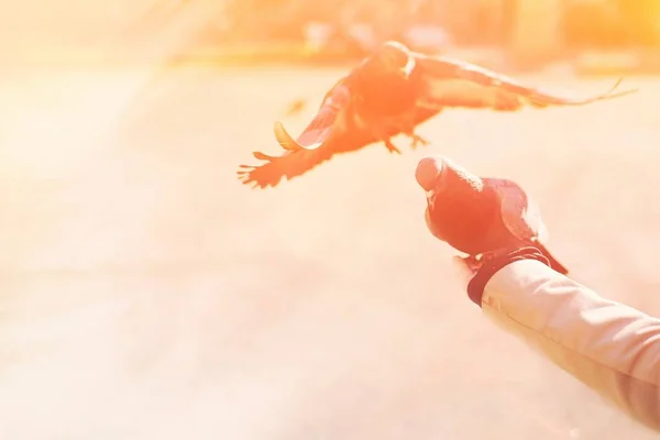 Colombe aux ailes ouvertes en vol. Deux pigeons libres volant de la main des gens dans le ciel ensoleillé. Ressentez la liberté, la vie heureuse et le concept positif d'espérance pour la Journée internationale de la paix. Libération et liberté . — Photo