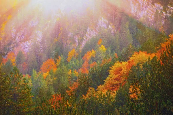 Caída de bosque en las montañas. Otoño naturaleza paisaje fondo. Sol en vista del paisaje forestal. Parque natural nacional con árboles otoñales. Caliente follaje de colores amarillos rojos. Monte Olimpo, Grecia, Europa — Foto de Stock