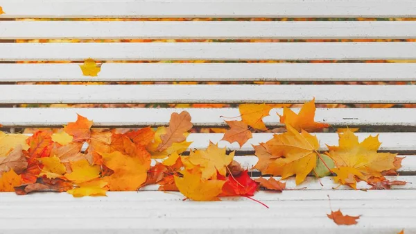 Outono colorido folhas secas moldura de fronteira em branco pintado rústico — Fotografia de Stock