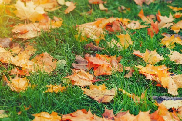 Amarillo, naranja y rojo septiembre hojas de otoño en el suelo en beau —  Fotos de Stock
