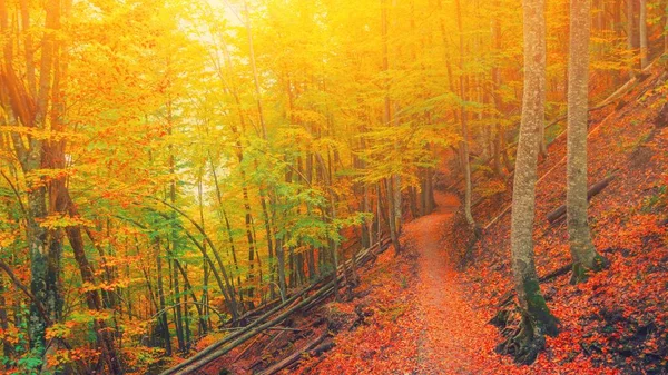 Útvonal a természetes parkban őszi fák. Napfényes ősz festői erdős táj napfénnyel. Zuhanó fák színes levelek háttér. Erdő táj ősz levelek arany lombozat út, meleg fény. — Stock Fotó