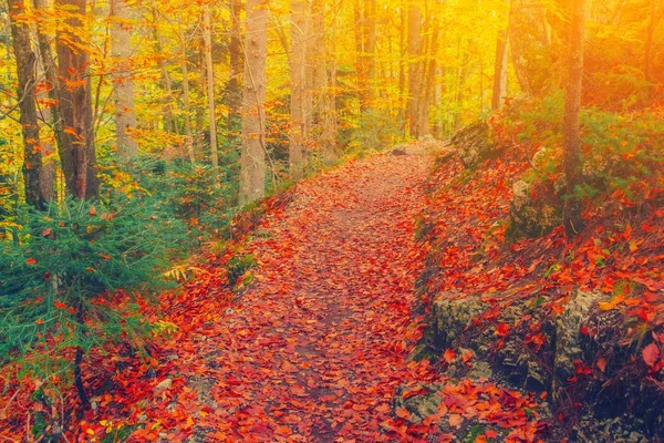 Ösvény a természetes parkban őszi fákkal. Festői szépségű őszi ősz — Stock Fotó