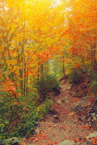自然公园里有秋天的树木。阳光明媚的秋天如诗 — 图库照片